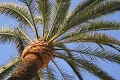Malaysian palmoiltree 1