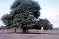 Mesquite fig2 0 1