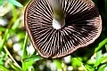 Mushrooms 1