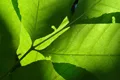 Nature 01 tn 1