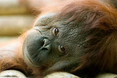 Orangutang 3