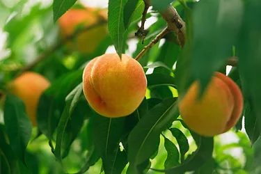 Organicresiduetesting 1