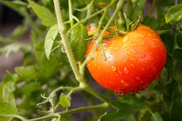Organictomato 2