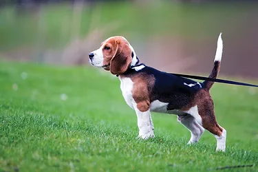 Petlead 3