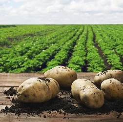 Potatomain