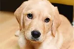 Puppy tn 1