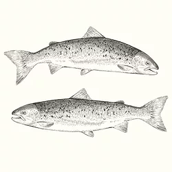 Salmongmo