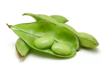 Soybean 3