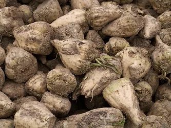 Sugarbeets 1