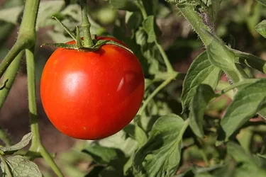 Tomato