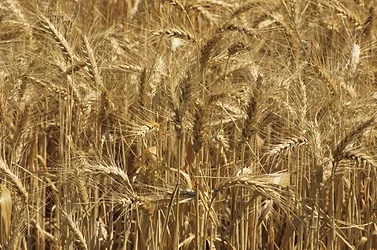 Wheatfield 1