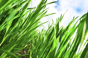 Wheatgrass 1
