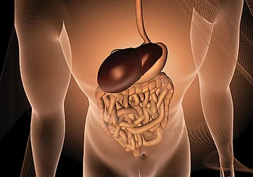 Digestion
