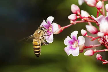 Bee main