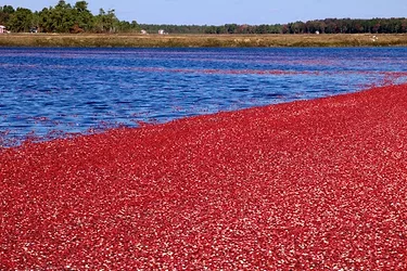 Cranberrymonograph