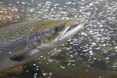 Salmongemain