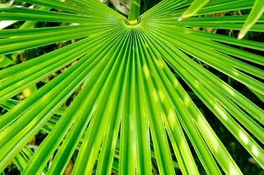 Saw palmetto extract
