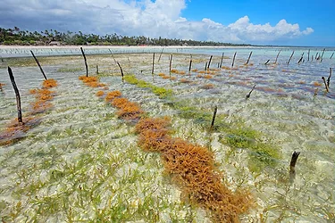 Seaweedmain