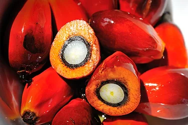 Palm oil seed