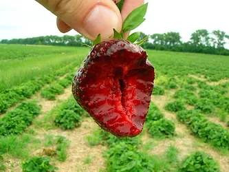 Strawberrynewswirepic
