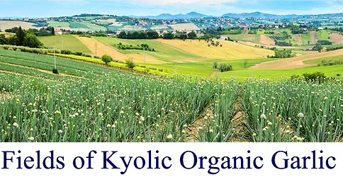 Garlic fields