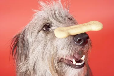 Hot diggity dog