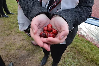 Cranberry