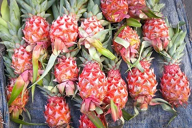 Fda pink pineapples