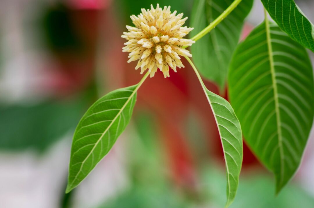 Kratom plant