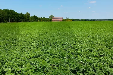 Hemp farm2