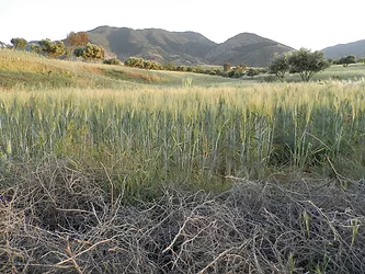 Africawheat2