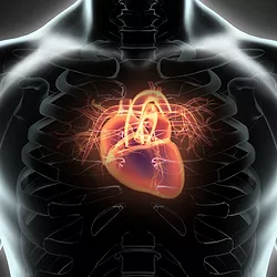 Heart2