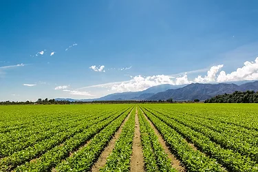 Organicfarm2