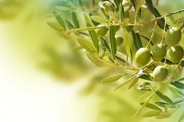 Olive2