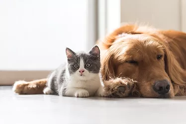 Pethealth e1490749812716