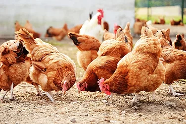 Tyson chicken outbreak