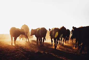 Freerangecows2
