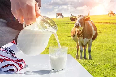 Organic dairy2 3