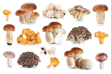 Mushrooms