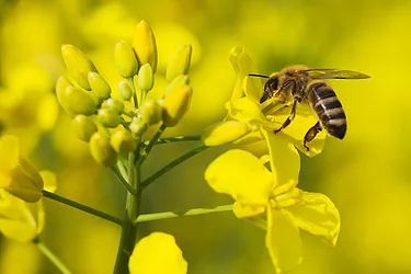 Bees