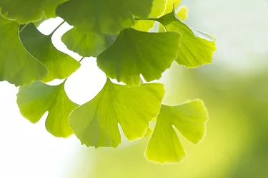 Ginkgo biloba