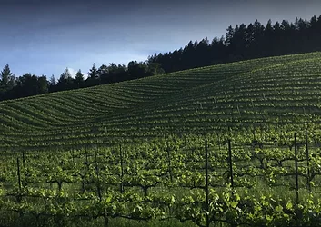 Winerayzun 1