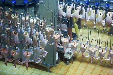Chicken2
