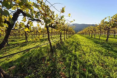 Freyvinyards2 1