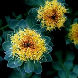 Rhodiola rosea 2