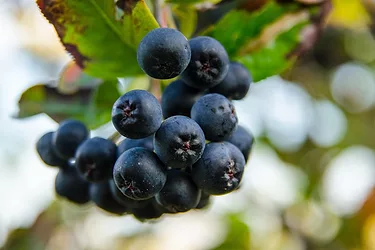 Aronia