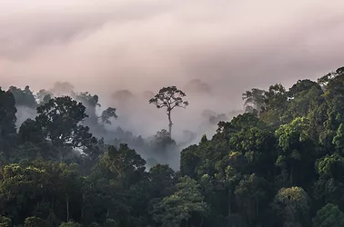 Jungle2