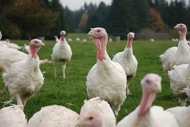 Turkey2