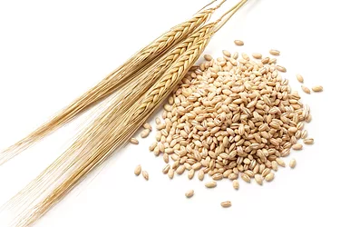 Barley2