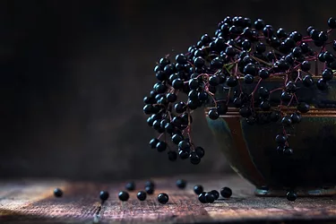 Elderberries e1517333870598